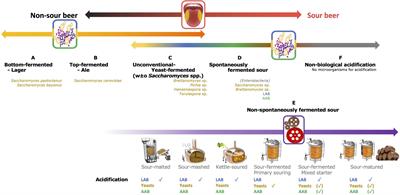 Acetic Acid Bacteria in <mark class="highlighted">Sour Beer</mark> Production: Friend or Foe?